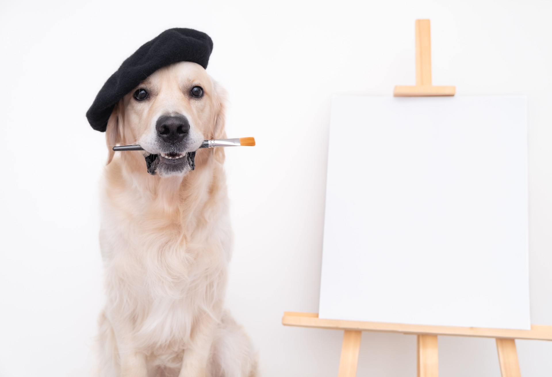 Dog artist. A golden retriever sits in a beret near an easel with a white blank and holds a brush in its teeth. Place for text or picture